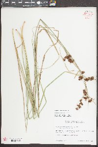 Rhynchospora glomerata image
