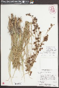 Rhynchospora glomerata image