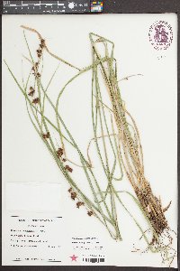 Rhynchospora glomerata image