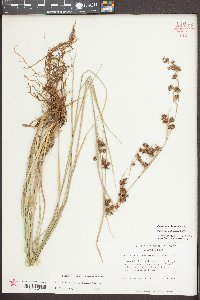 Rhynchospora glomerata image
