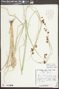 Rhynchospora glomerata image