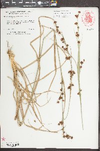 Rhynchospora chalarocephala image