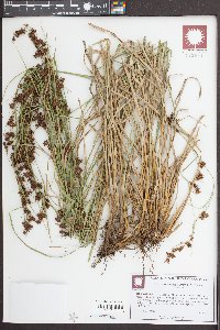 Rhynchospora glomerata image