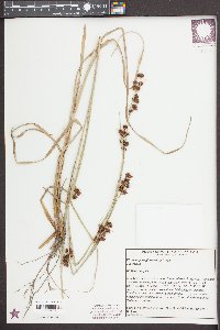 Rhynchospora glomerata image