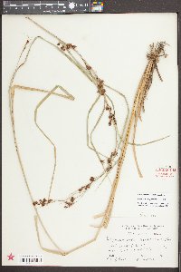Rhynchospora glomerata image