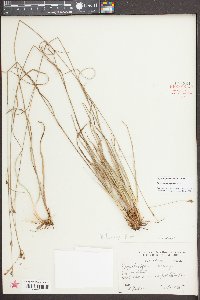 Rhynchospora harveyi image