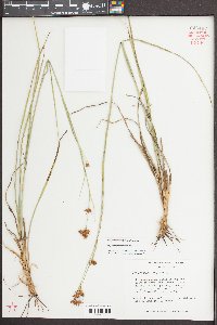 Rhynchospora megalocarpa image