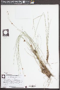 Rhynchospora gracilenta image