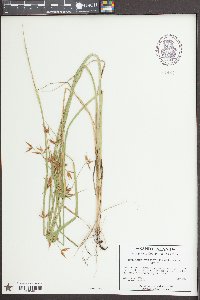 Rhynchospora inundata image