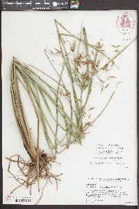 Rhynchospora inundata image