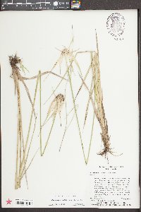 Dichromena latifolia image