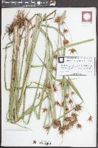 Rhynchospora macrostachya image
