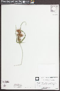 Rhynchospora macrostachya image