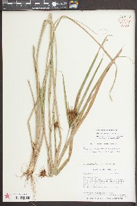 Rhynchospora macrostachya image