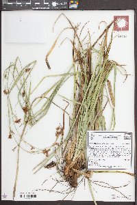 Rhynchospora megalocarpa image