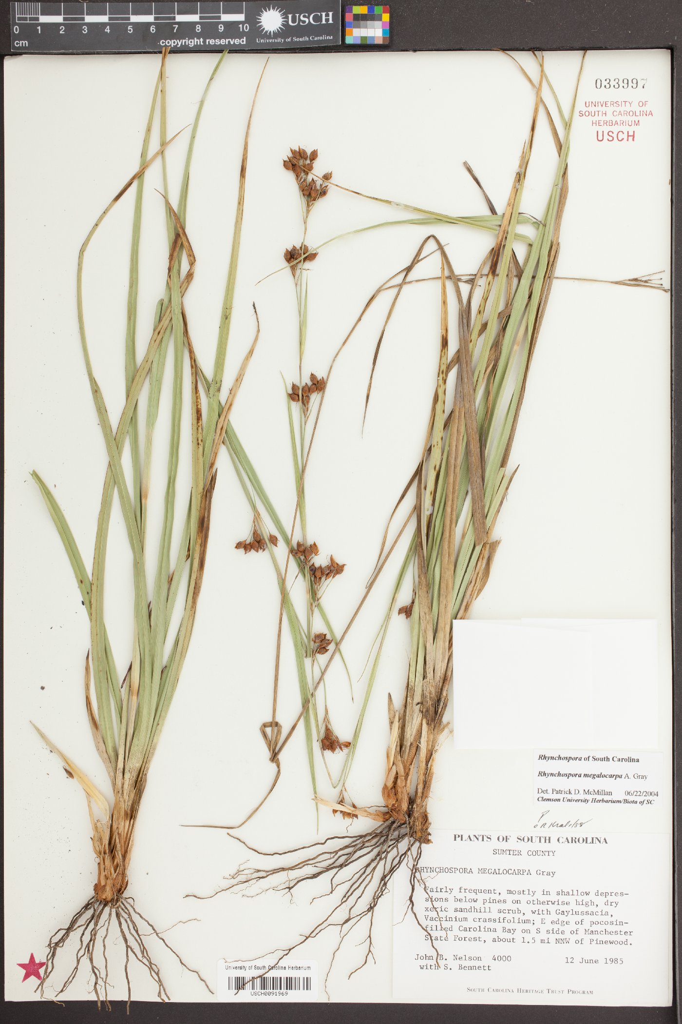 Rhynchospora megalocarpa image