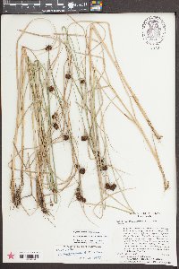 Rhynchospora microcephala image