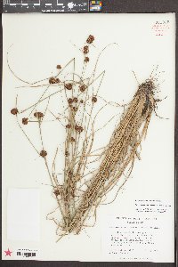 Rhynchospora microcephala image