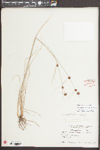 Rhynchospora microcephala image