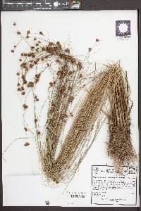 Rhynchospora microcephala image