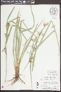 Rhynchospora miliacea image