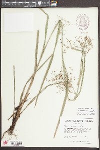 Rhynchospora miliacea image