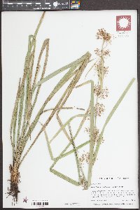 Rhynchospora miliacea image