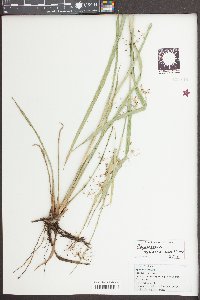 Rhynchospora miliacea image