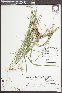 Rhynchospora miliacea image