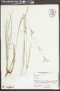 Rhynchospora mixta image