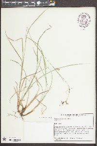Rhynchospora mixta image