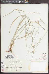 Rhynchospora mixta image