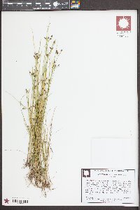 Rhynchospora nitens image