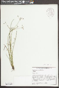 Rhynchospora nitens image