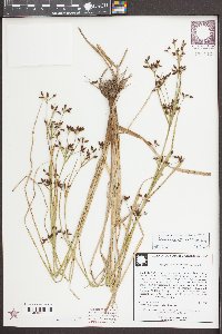 Rhynchospora nitens image