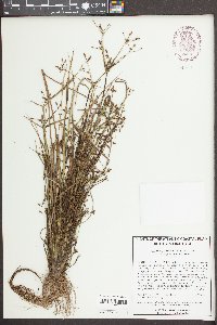 Rhynchospora nitens image