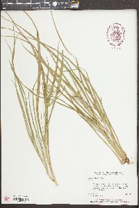 Psilocarya nitens image
