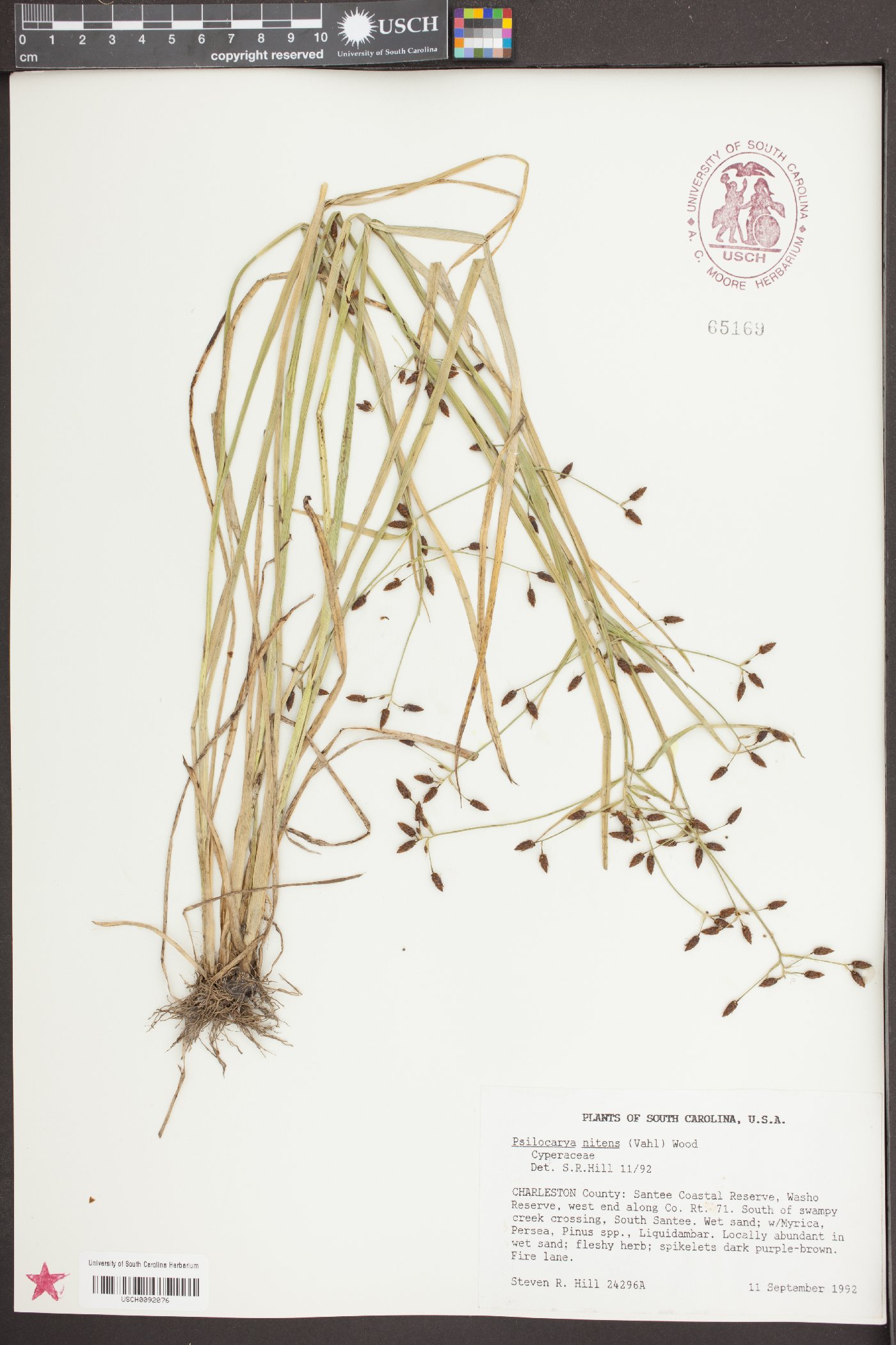 Psilocarya nitens image