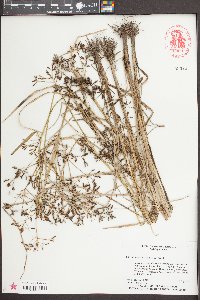 Psilocarya nitens image