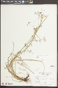 Psilocarya nitens image