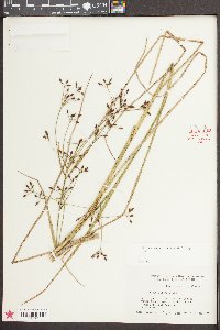 Rhynchospora nitens image