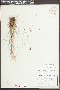 Rhynchospora pusilla image
