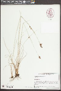 Rhynchospora perplexa image