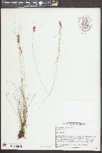 Rhynchospora plumosa image