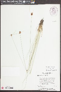 Rhynchospora plumosa image