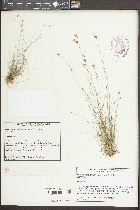 Rhynchospora pusilla image