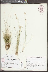 Rhynchospora pusilla image