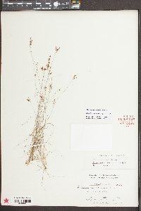 Rhynchospora pusilla image