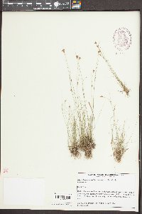 Rhynchospora pusilla image