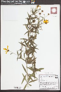 Coreopsis major image